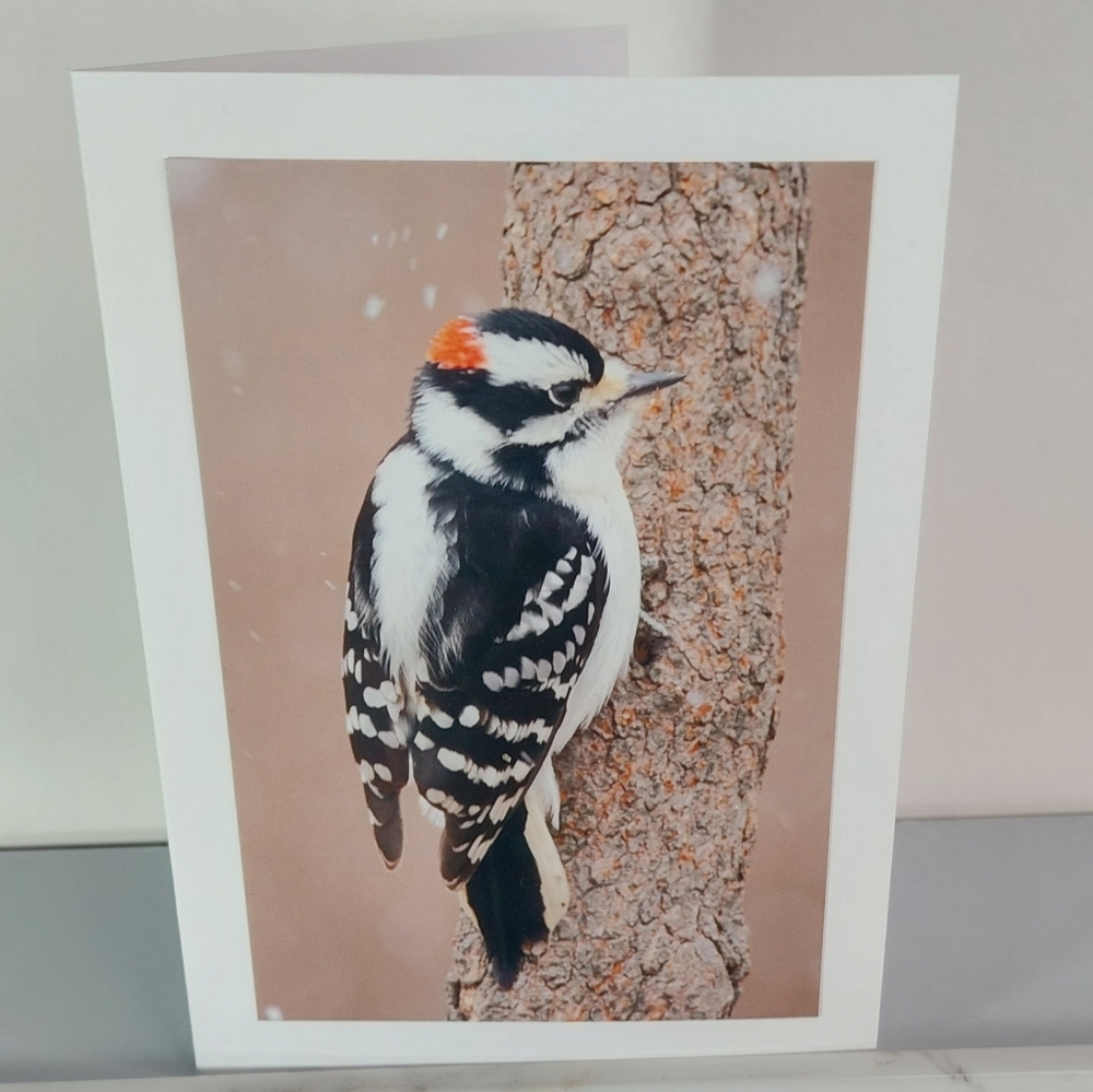 Downy Woodpecker Matte Finish 5" x 7" Blank Photo Card